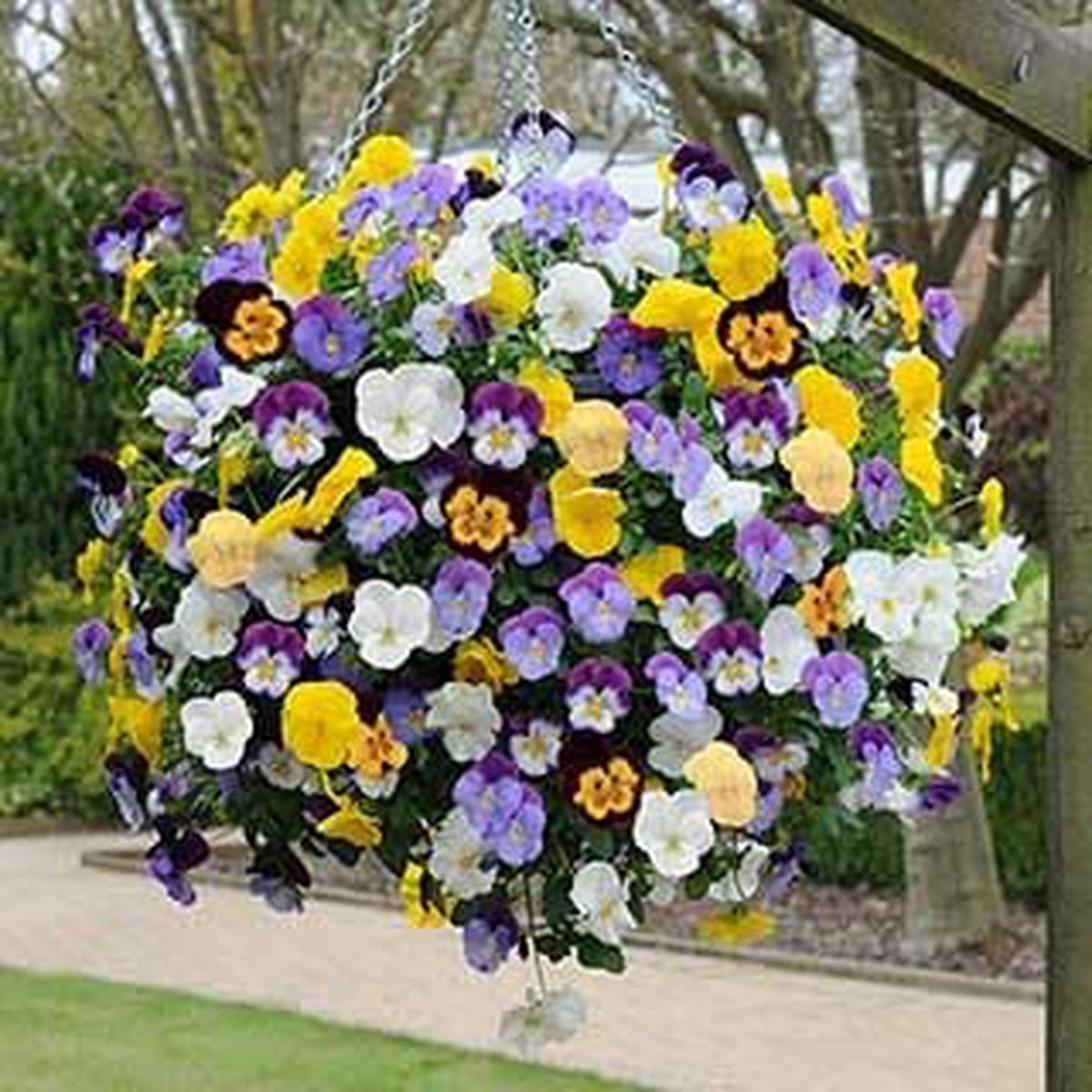 Bedding Flower Seeds for Planting - 100 pcs