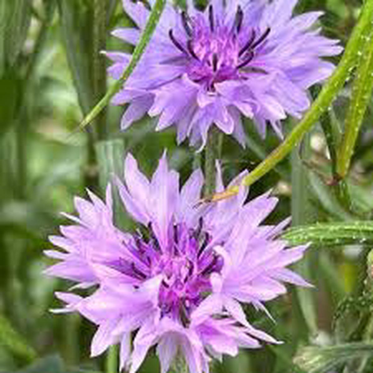 Centaurea Florence Seeds for Planting flower bed garden