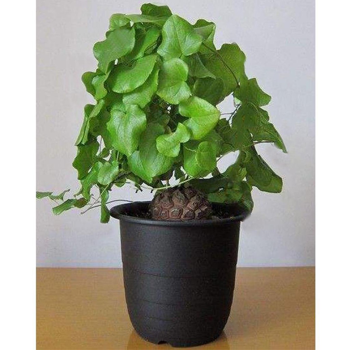 Dioscorea Elephantipes Yam Seeds for Planting Non-GMO Heirloom Organic Garden Seeds, High Germination