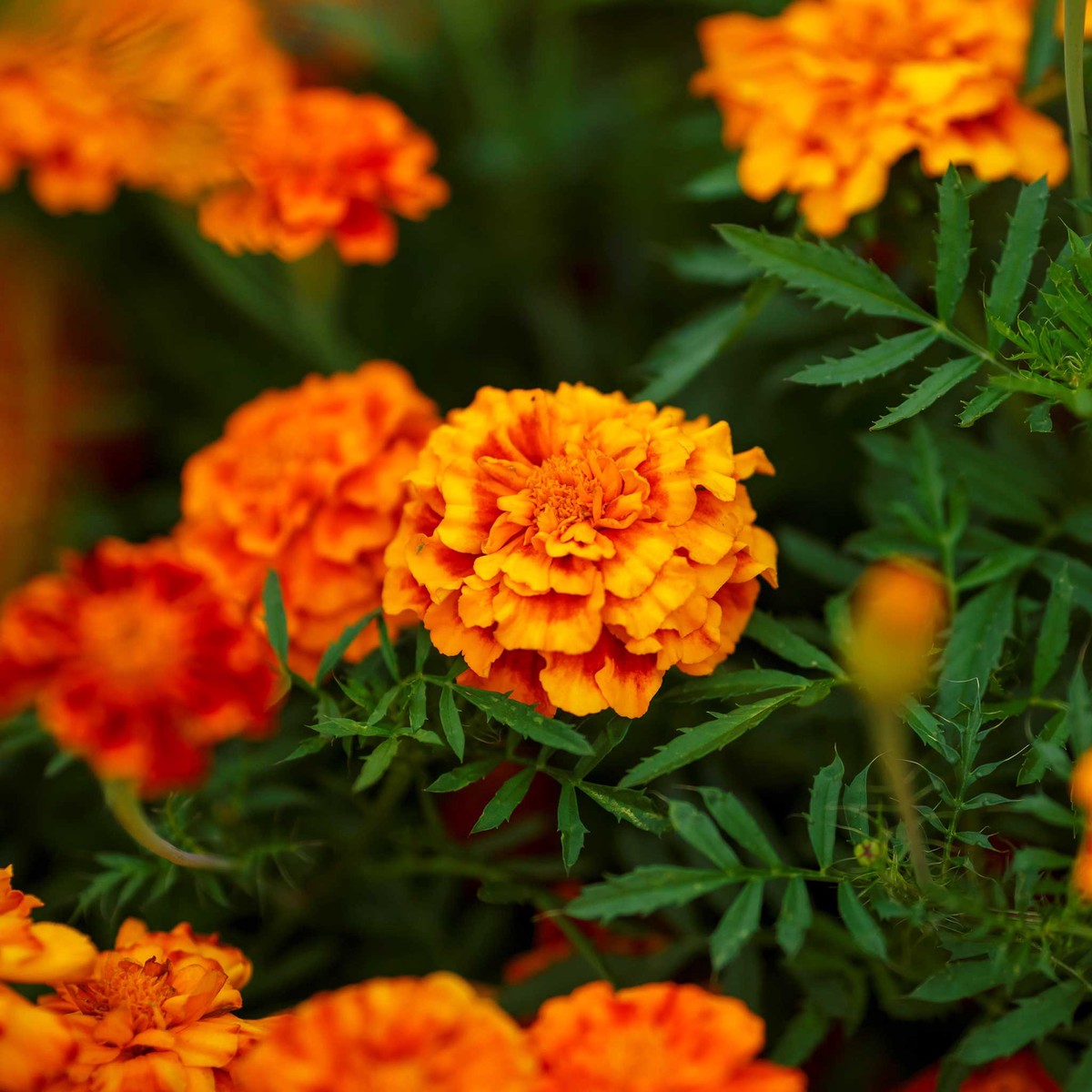 French Marigold Seeds (Double) - Fiesta