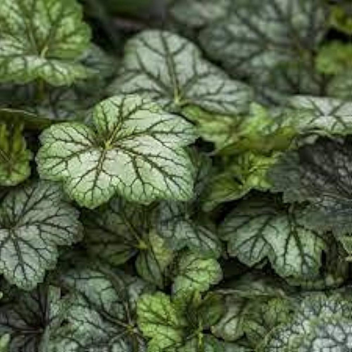 Heuchera Color Marmo Argento Flower Seeds for Planting