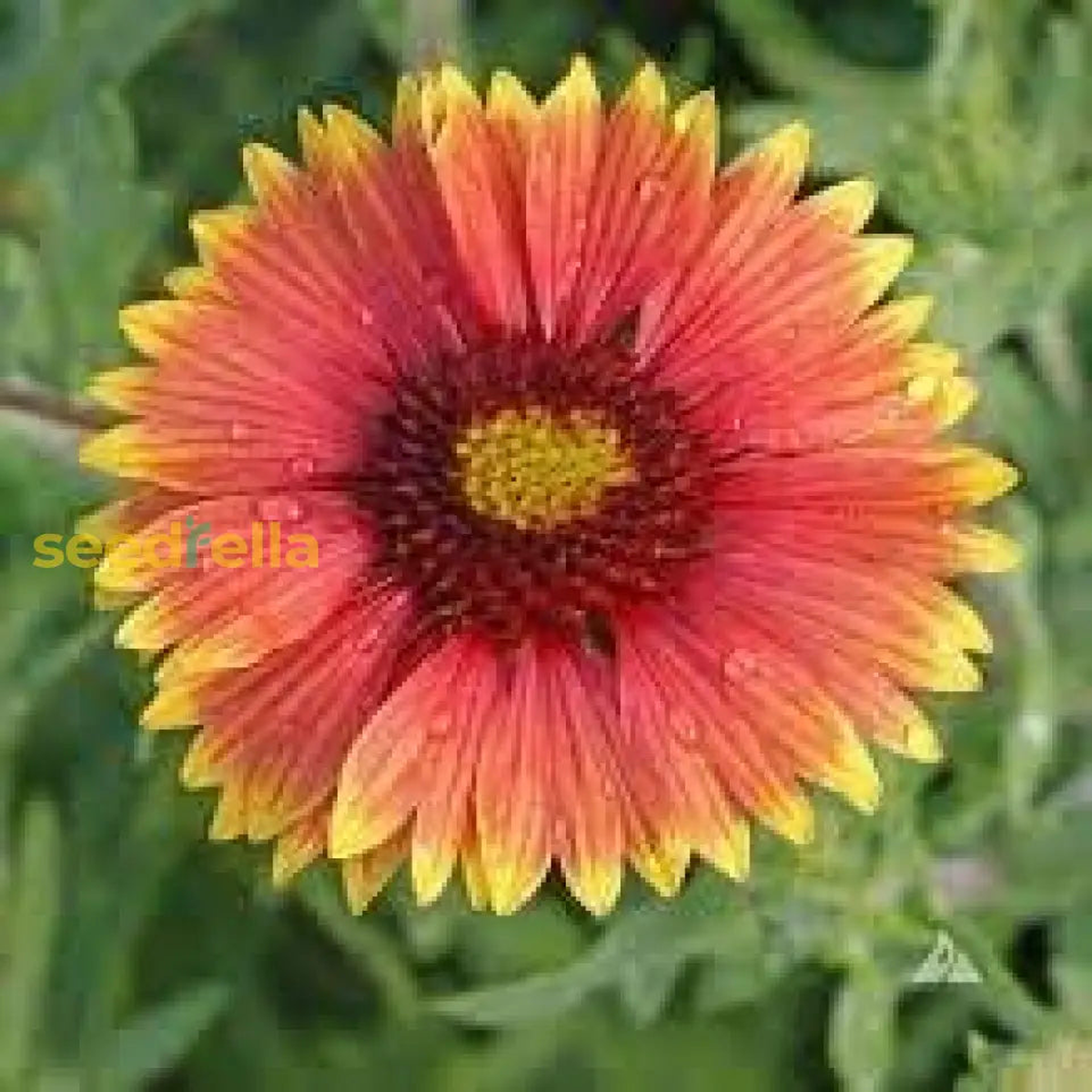 Indian Blanket Flower Seeds for Planting Brighten Your Garden