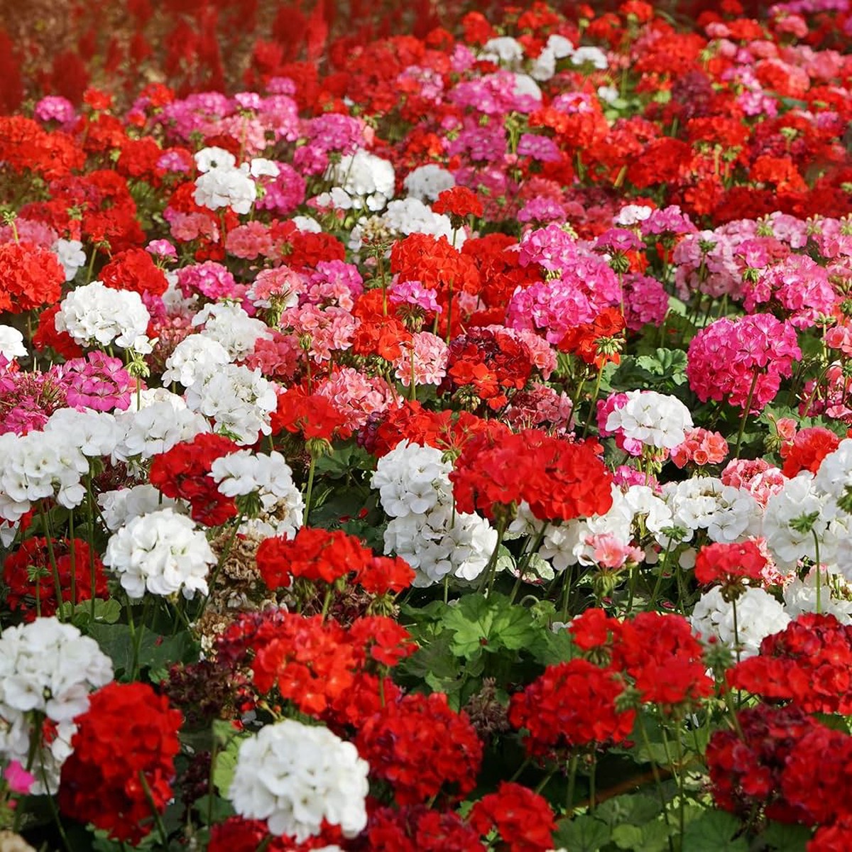 Mixed-Leaf Geranium Heirloom Non-GMO Seeds for Planting High Germination Organic Garden Seeds