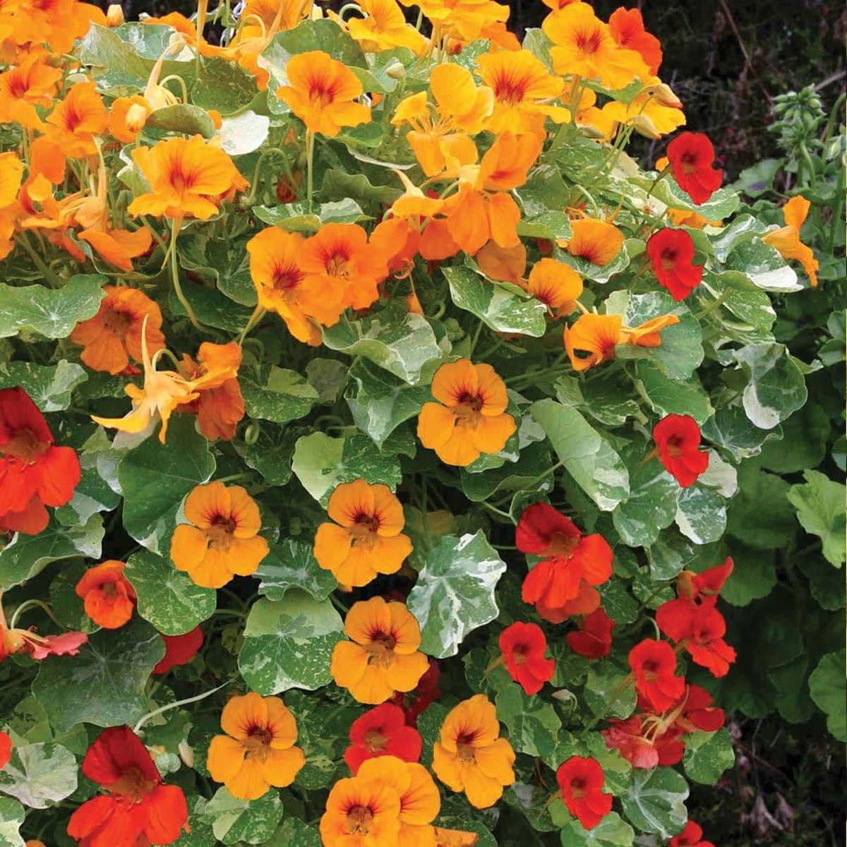 Multi Nasturtium Flower Seeds for Planting Heirloom, Non-GMO, Shade Tolerant, High Germination
