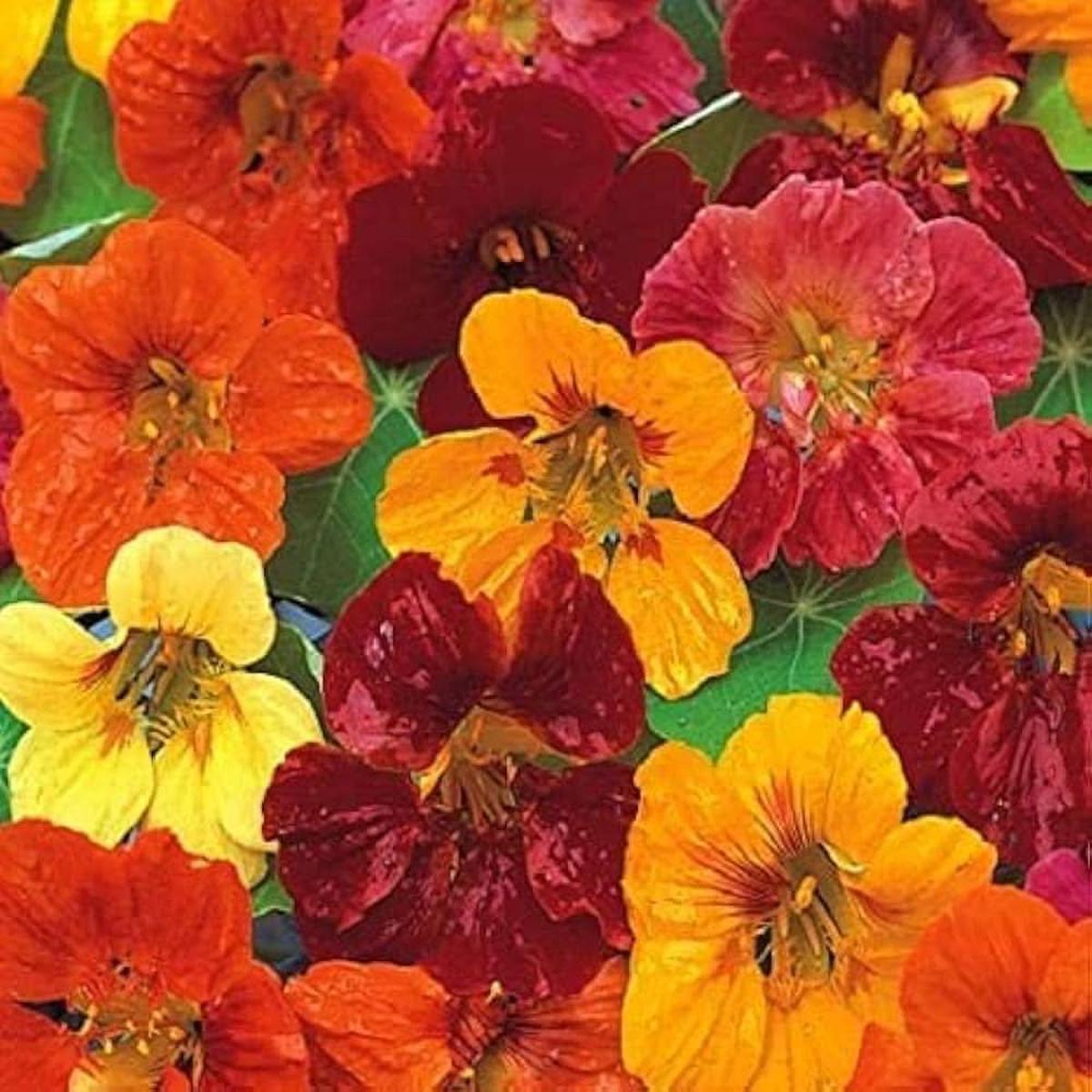 Nasturtium Tropaeolum Majus Flower For Planting In Kitchen Garden Vertical Planters Flower