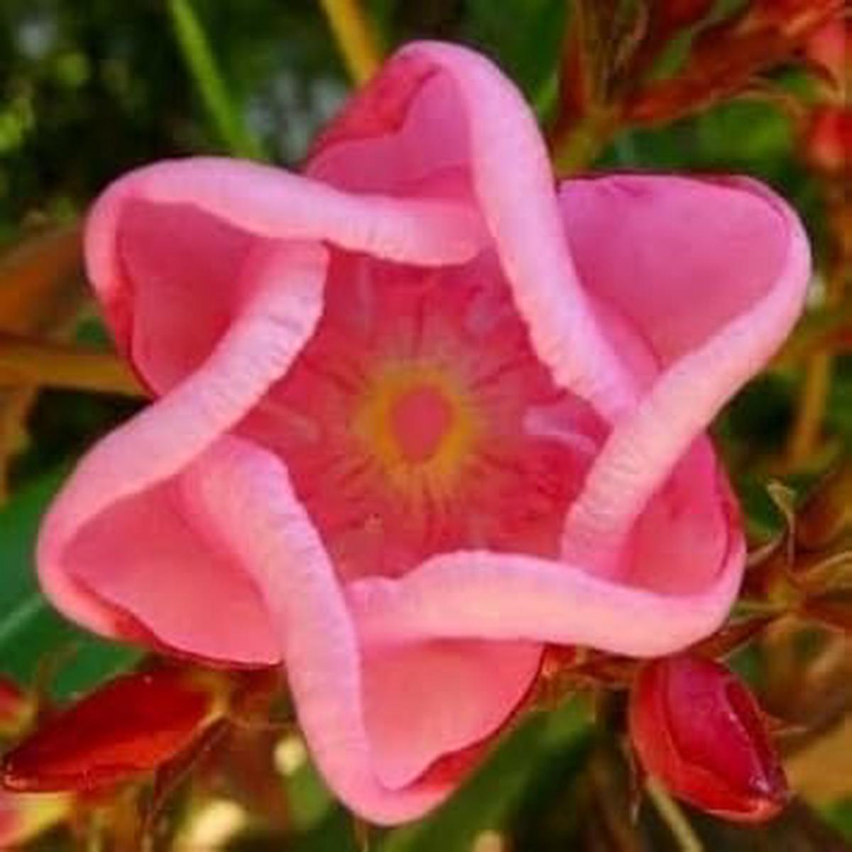 Sixfold Flower Seeds for Planting, 100 pcs