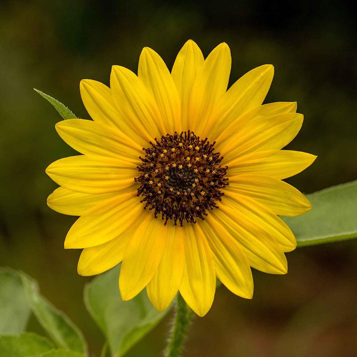 Sunflower Seeds - Wild