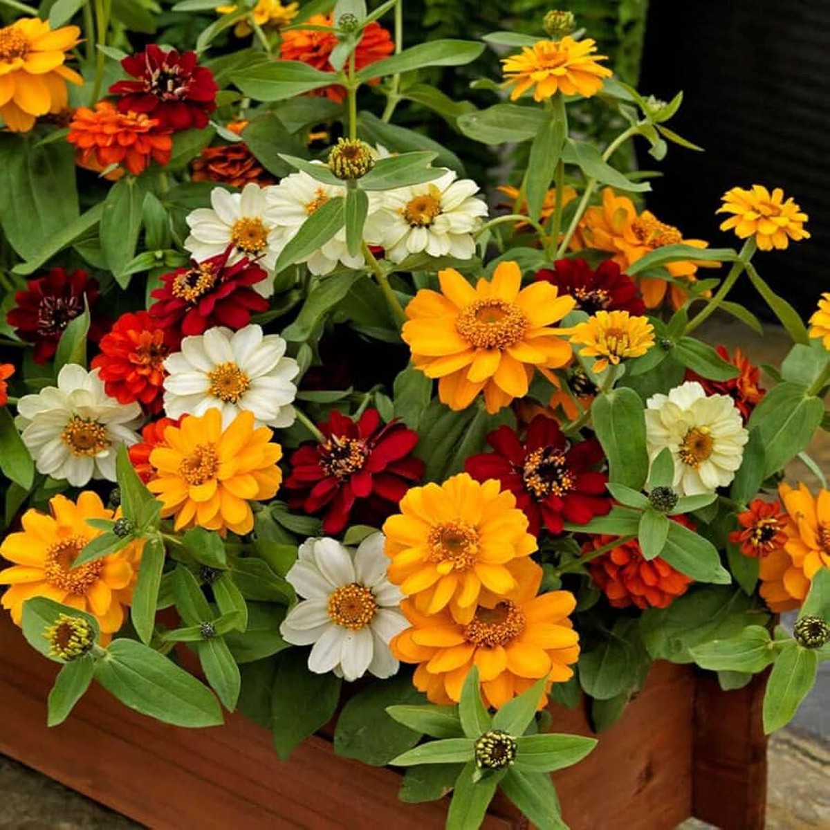 Zinnia Profusion White Annual flower seeds for summer bloom garden and ornamental pots