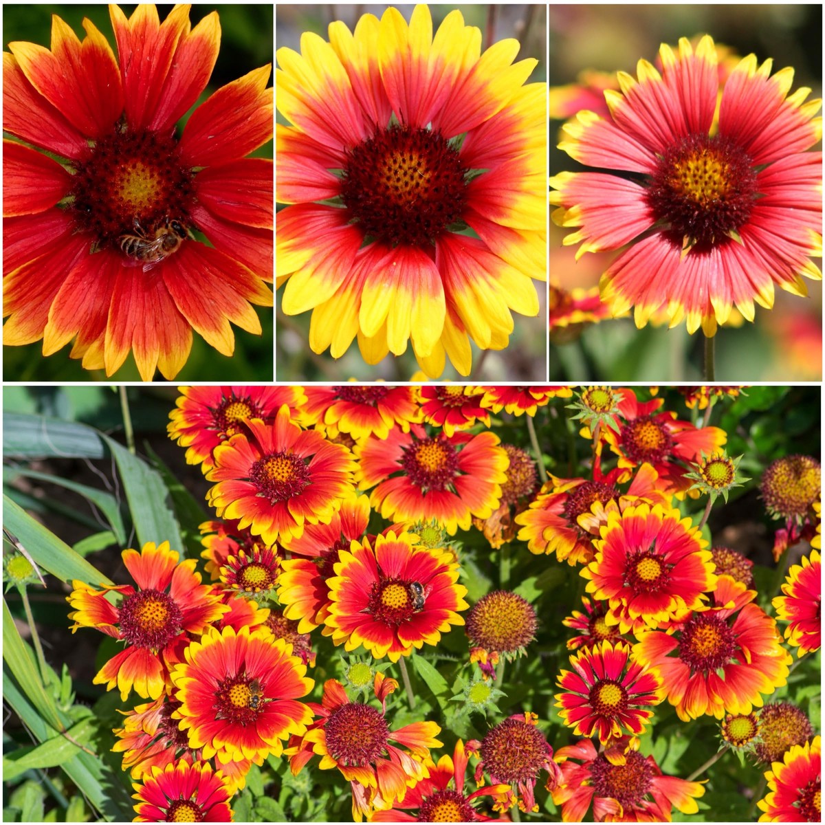 BLANKET FLOWER Mix Annual & Perennial Hummingbirds Butterflies Non-GMO Heirloom