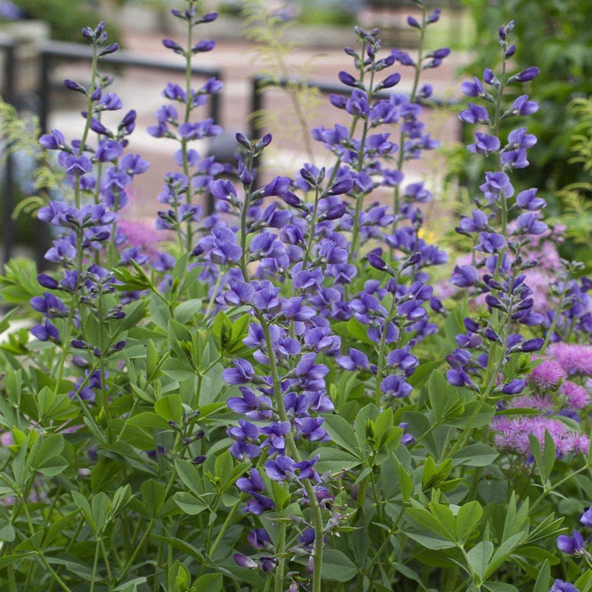Blue False Indigo Flower Seeds for Planting Heirloom Non-GMO, High Germination Organic Garden Seeds