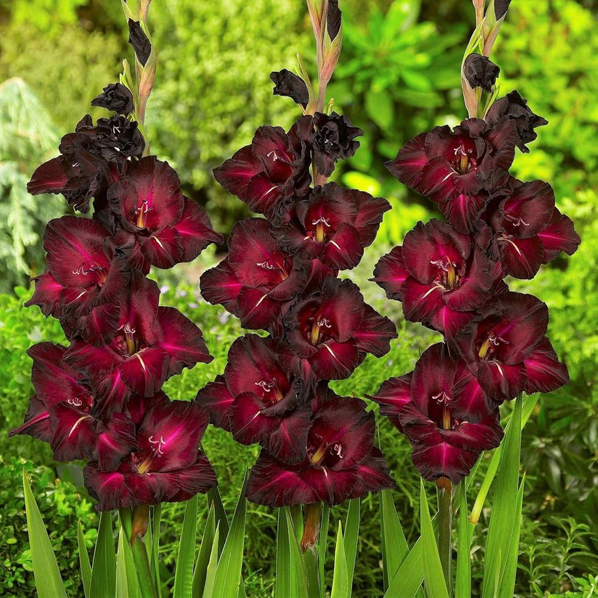 Burgundy Gladiolus Flower Seeds for Planting Heirloom, Non-GMO, Compact Growth, High Germination