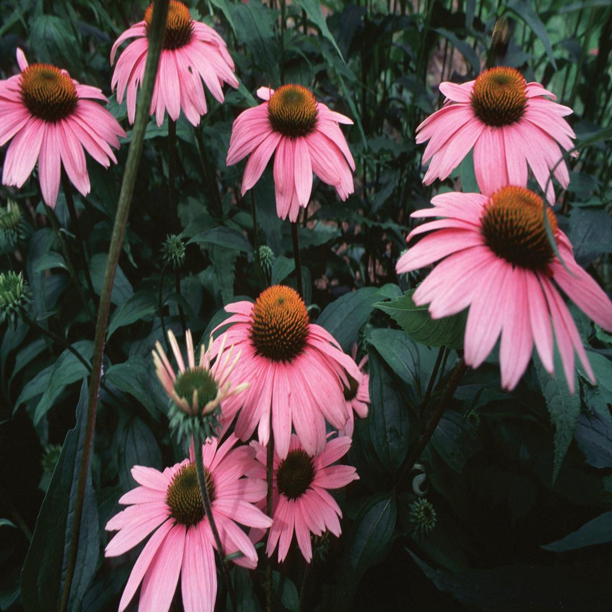 Echinacea Seeds for Planting Heirloom, Non-GMO, Immune-Boosting, Easy to Grow