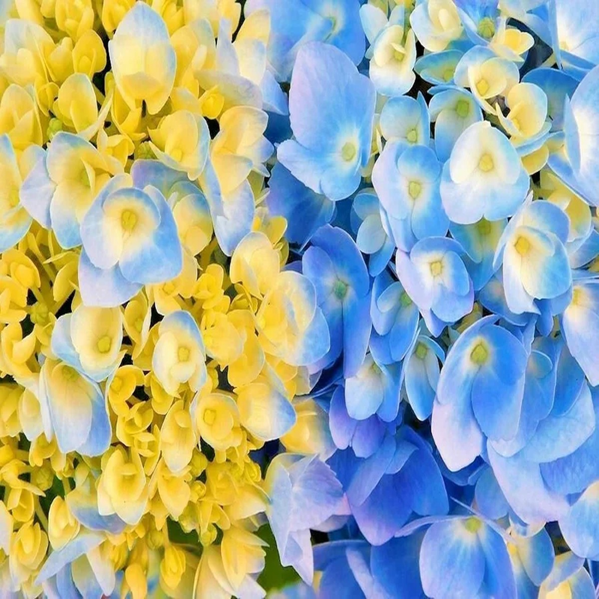 Hydrangea Arriba Reblooming Macrophylla Seeds - Fresh Harvested