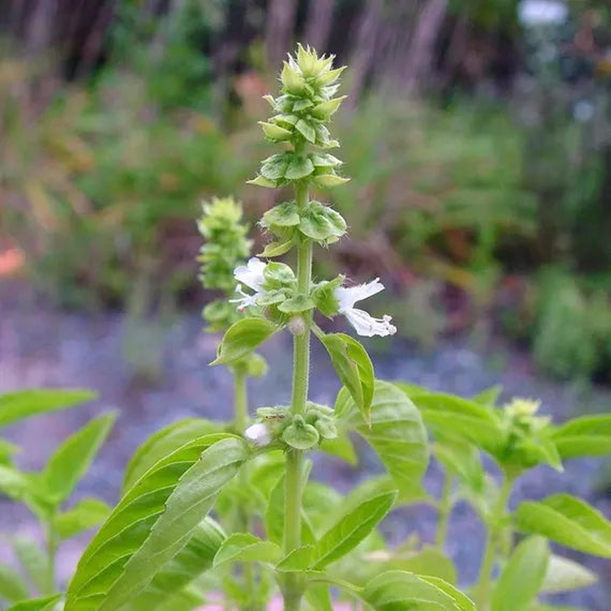 Lamiaceae Flower Seeds Heirloom, Non-GMO, Aromatic Blooms for Garden Planting