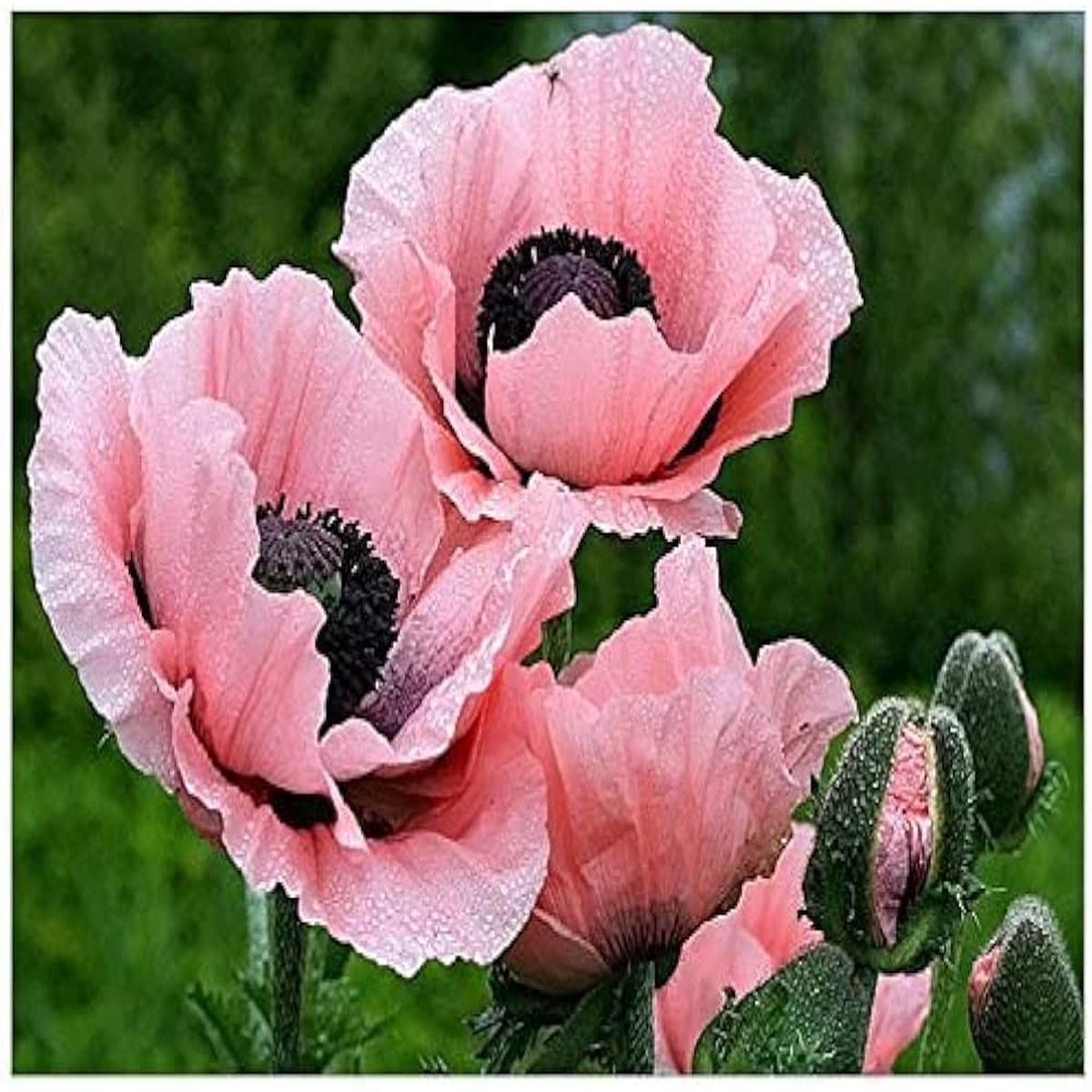 Rosa Farbe Mohnblumenkerne Flower Seeds for Planting in Flower Bed