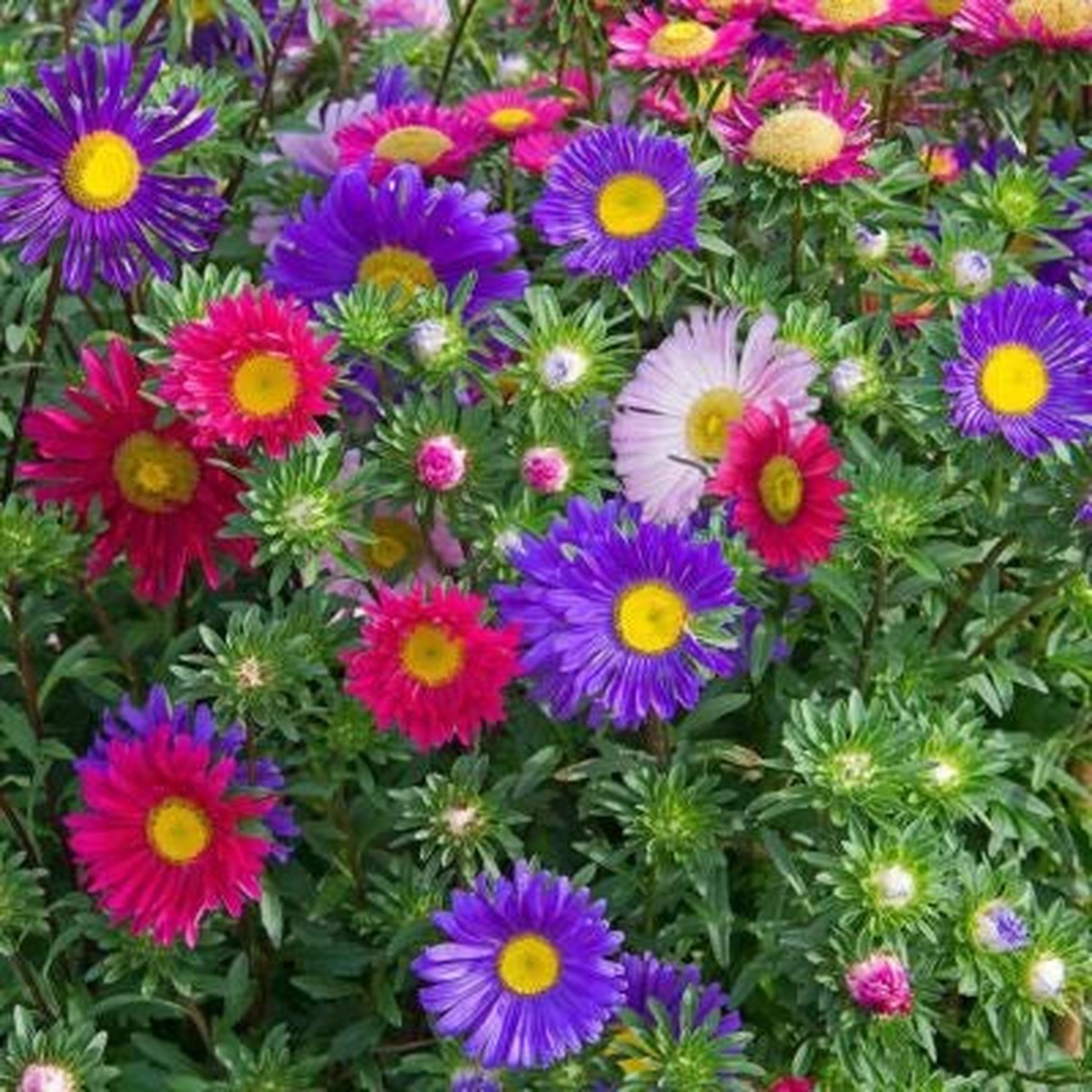 Single Mix China Aster Seeds for Planting, Beautiful Daisy Like Heirloom, Non-GMO