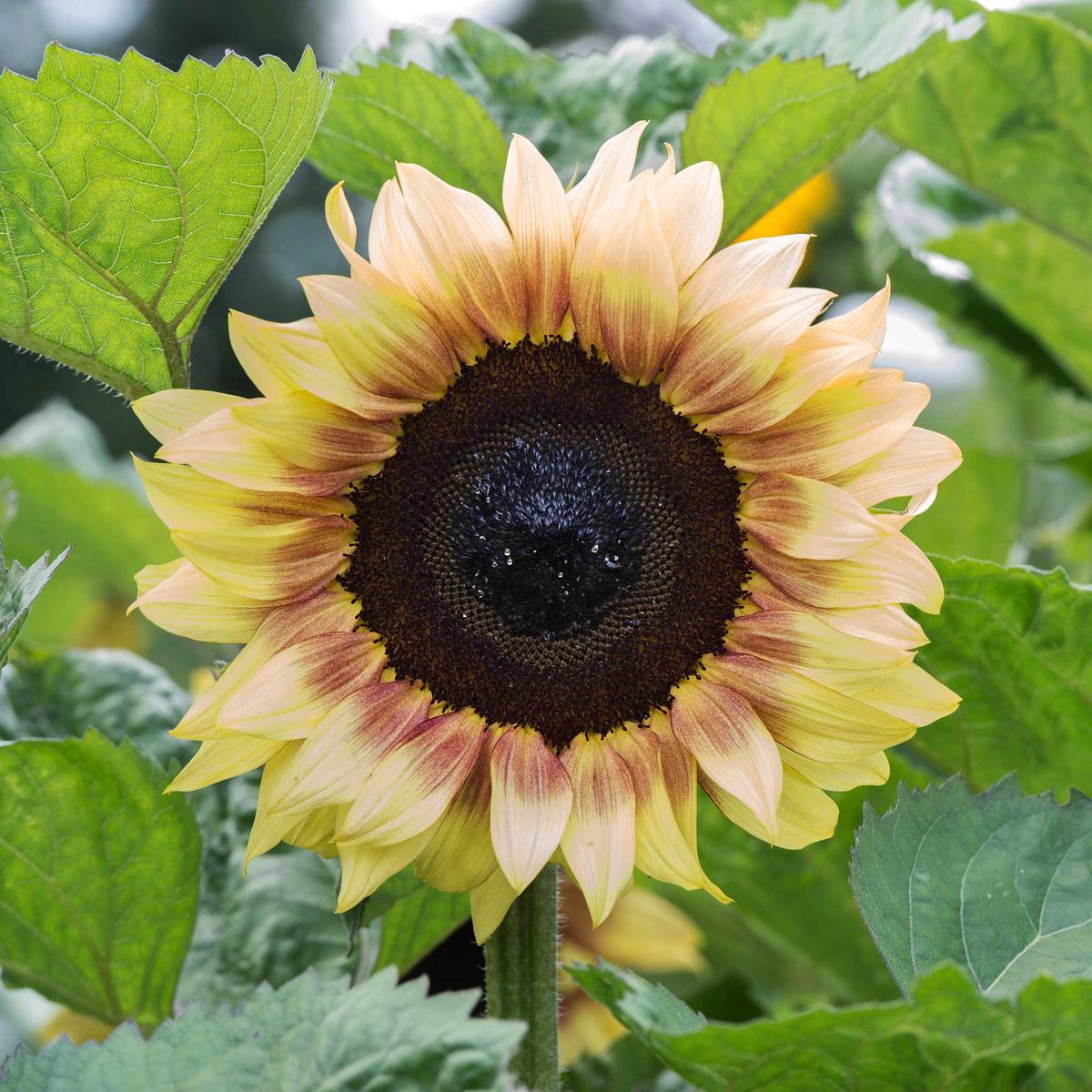 Sunflower Seeds - ProCut Red Lemon Bicolor