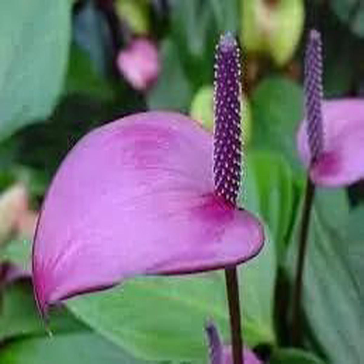 Anthurium flower seeds - NON GMO Seeds