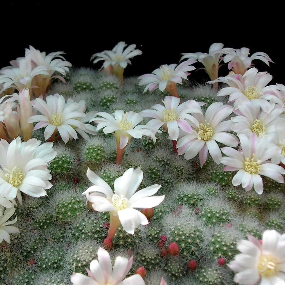 Aylostera albiflora SEEDS