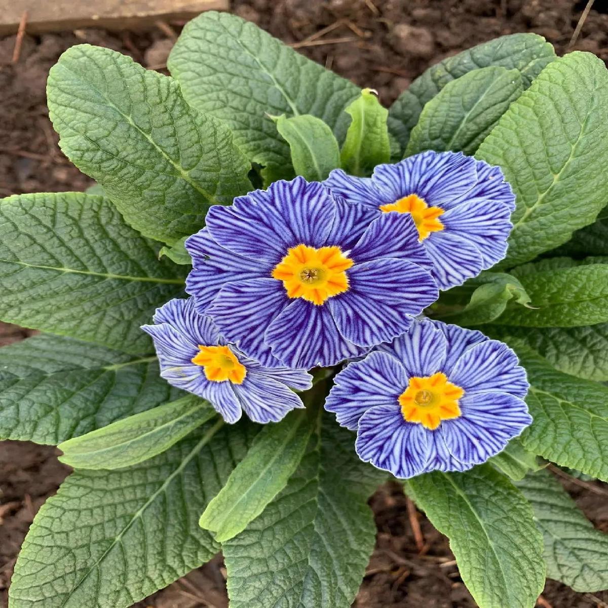 Blue Primula Autumn Flower Seeds for Planting Heirloom, Non-GMO, Organic Garden Seeds