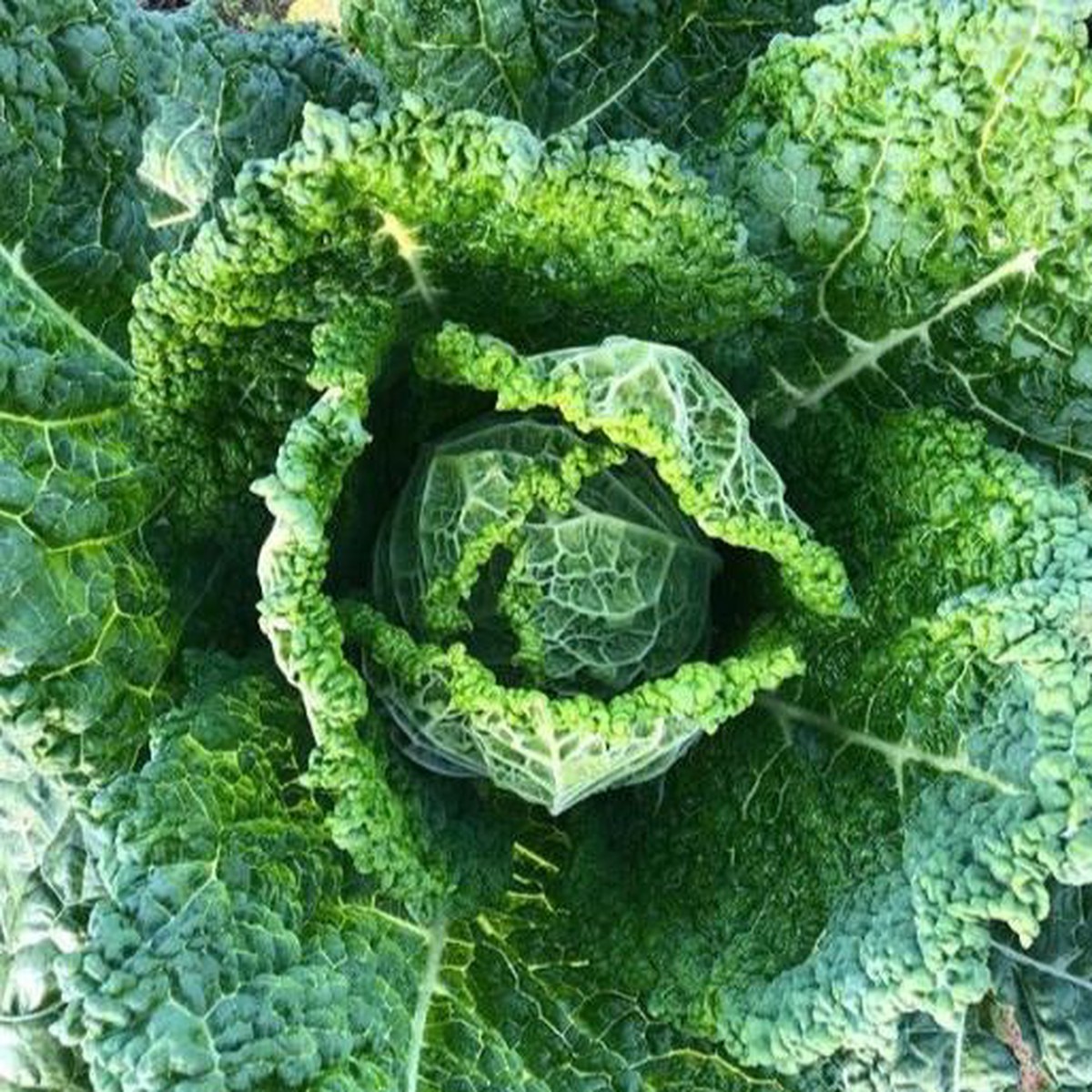 Cabbage 'Famosa F1'