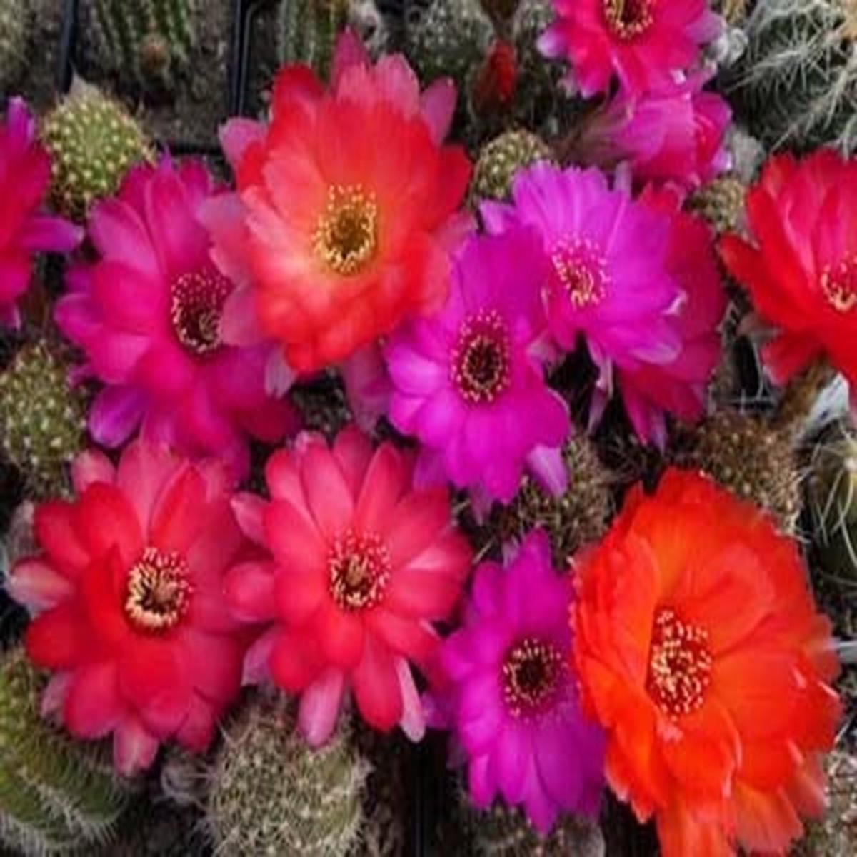 Chamaelobivia (Peanut Cactus) Rainbow Giant Cactus Seeds for Planting Heirloom, Non-GMO, Fragrant, Climbing Annual