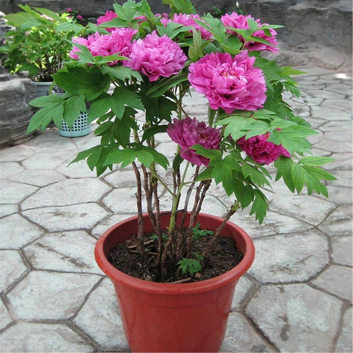 Chinese Peony Seeds Seeds for Authentic, Beautiful Peonies in Colors