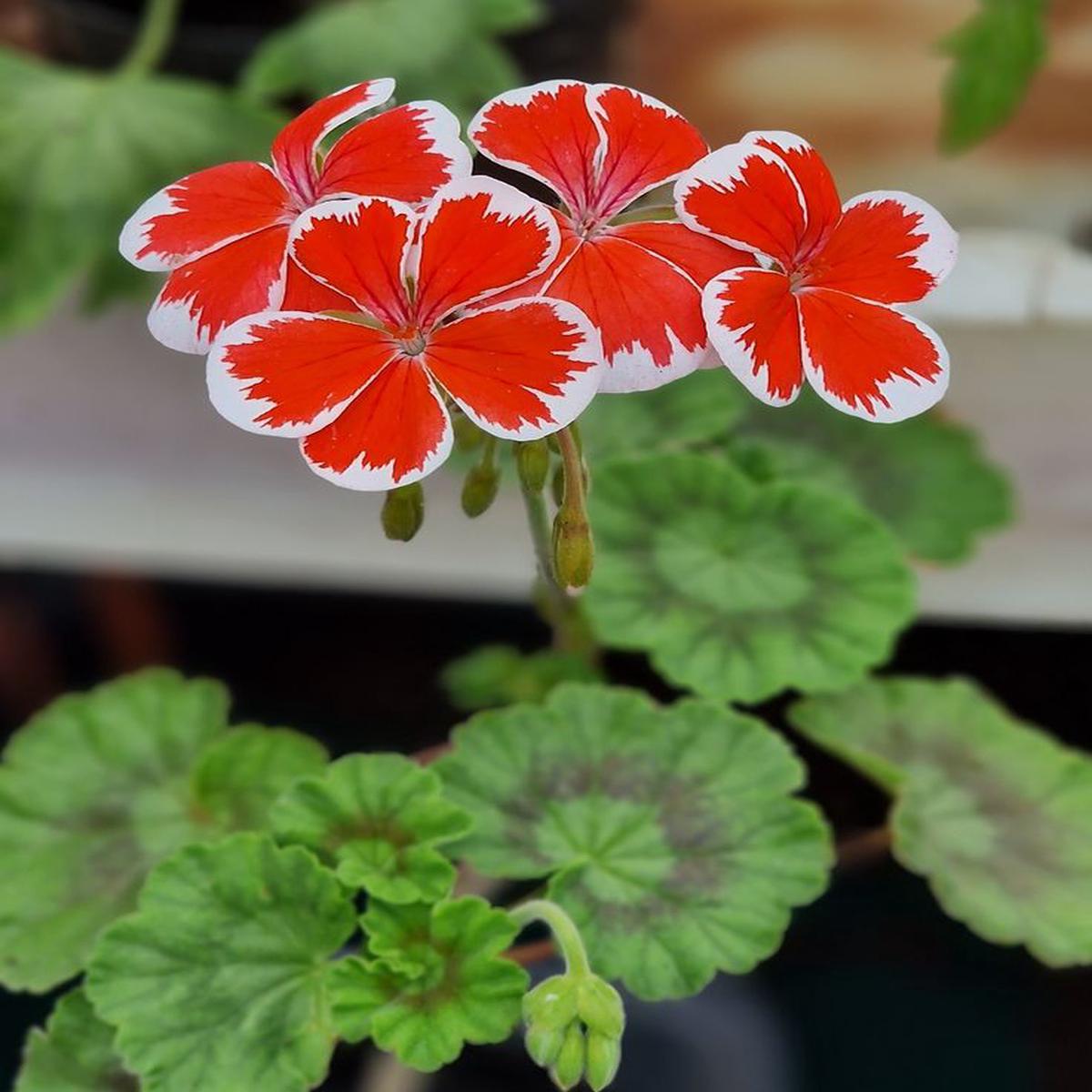 Light Red White Geranium Flower Seeds for Planting Heirloom Non-GMO, High Germination Organic Garden Seeds