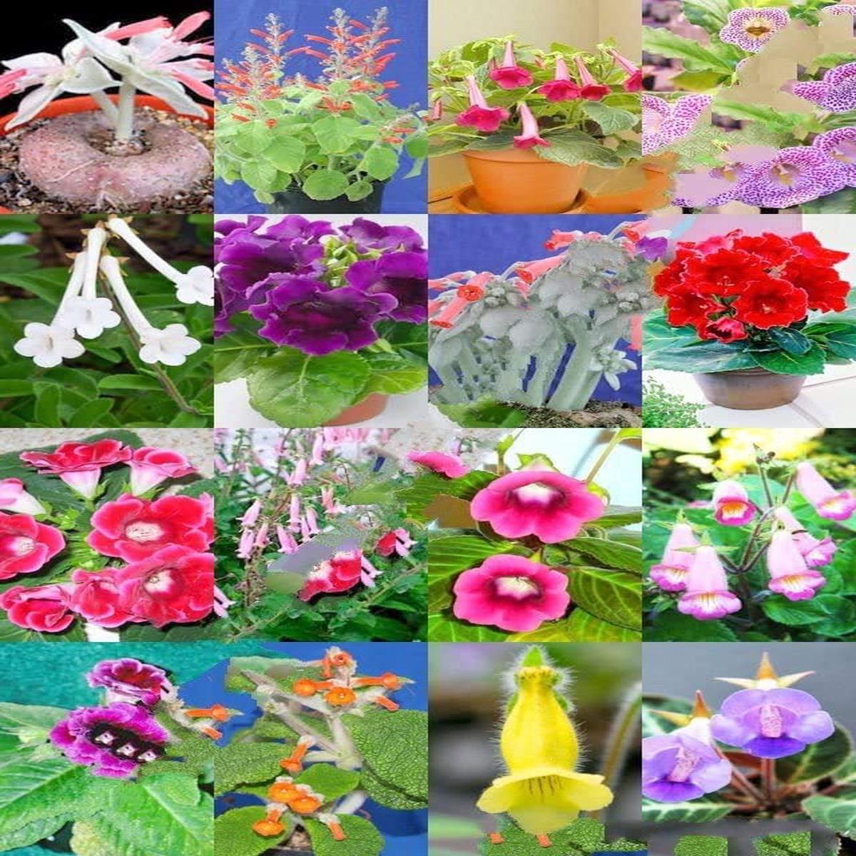 Multi-Color Mini Violet Flower Seeds for Planting Heirloom Non-GMO High Germination Organic Garden Seeds
