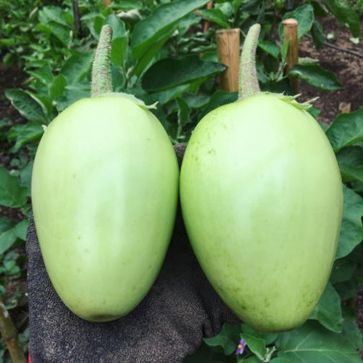 Organic 'Apple Green' eggplant