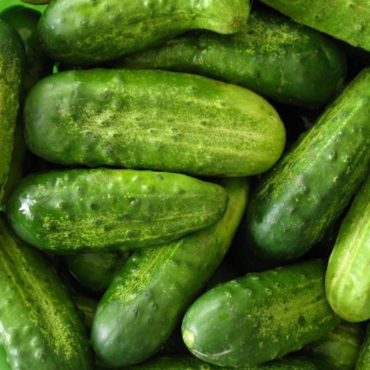 Organic Cucumber Pickling - Metchosin Farm Seeds