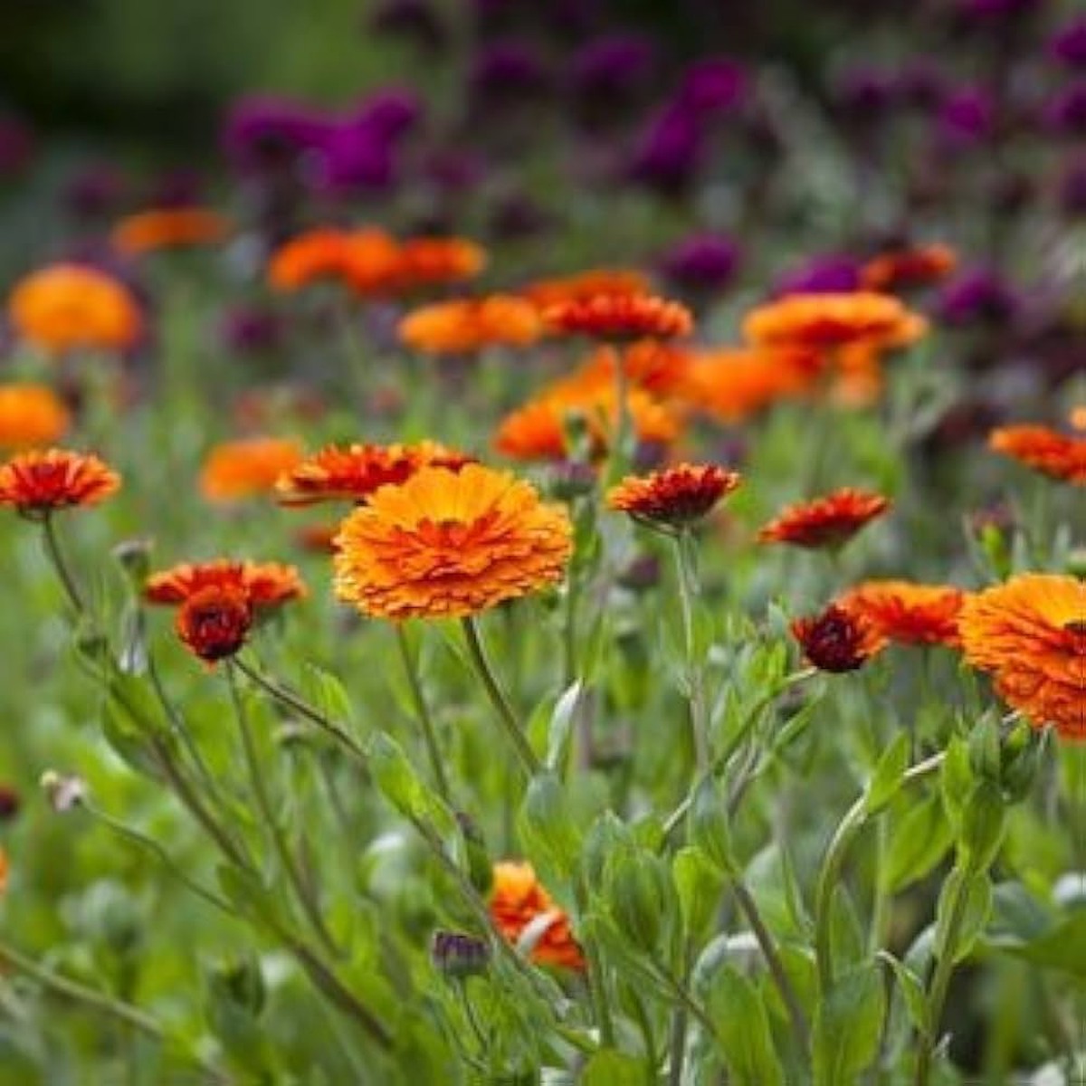 Pot Marigold Orange Flower Seeds for Outdoor Garden Spaces