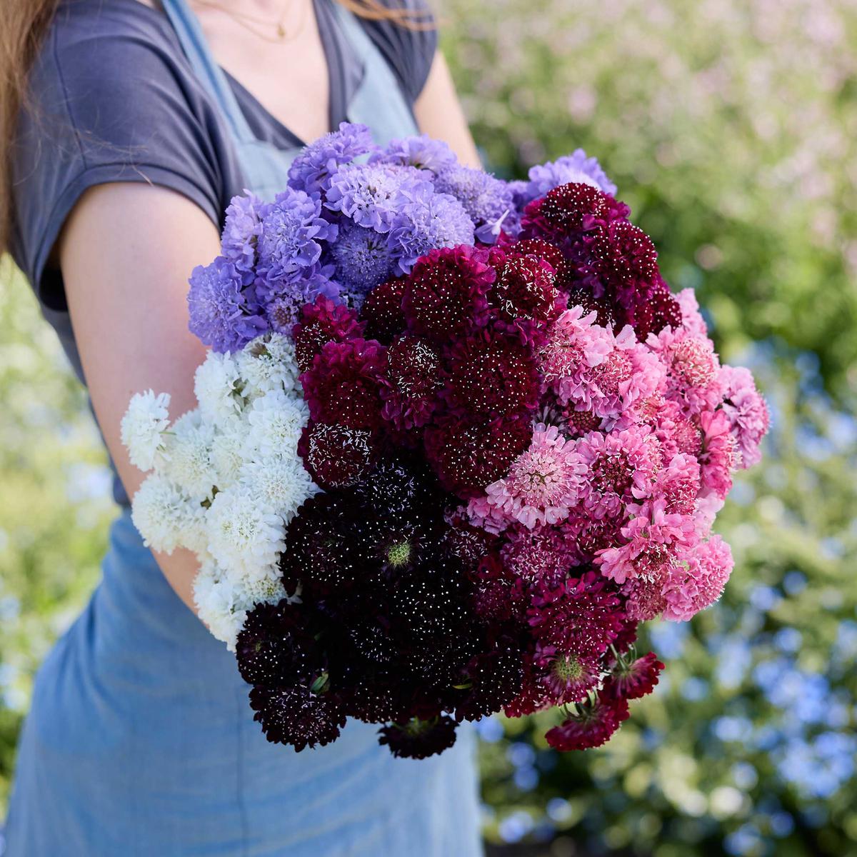 Scabiosa Bundle - Signature Blooms