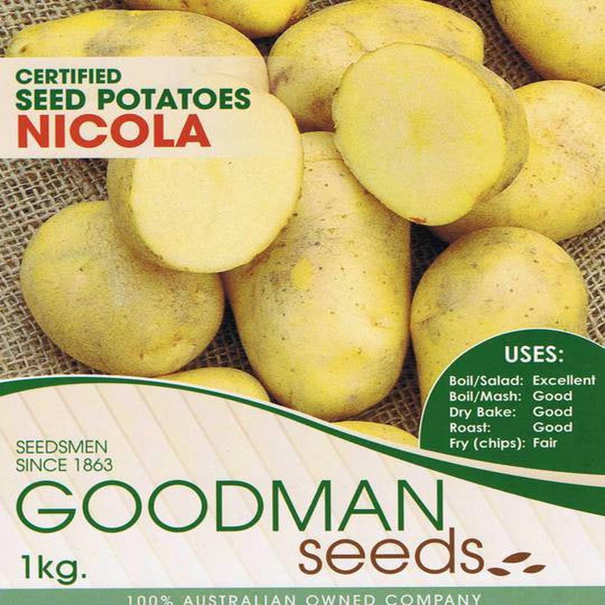 Seed Potatoes - Nicola