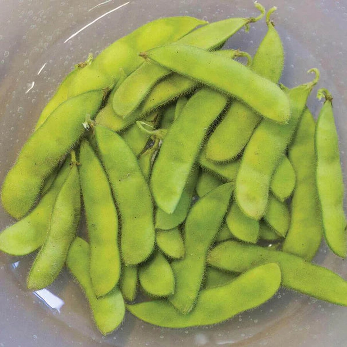 Soyabean - Tohya