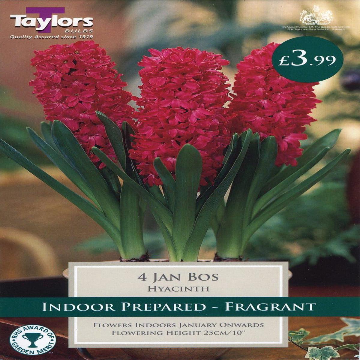 Taylors - Hyacinth Jan Bos Red - 3 Indoor Prepared Bulbs - Reduced