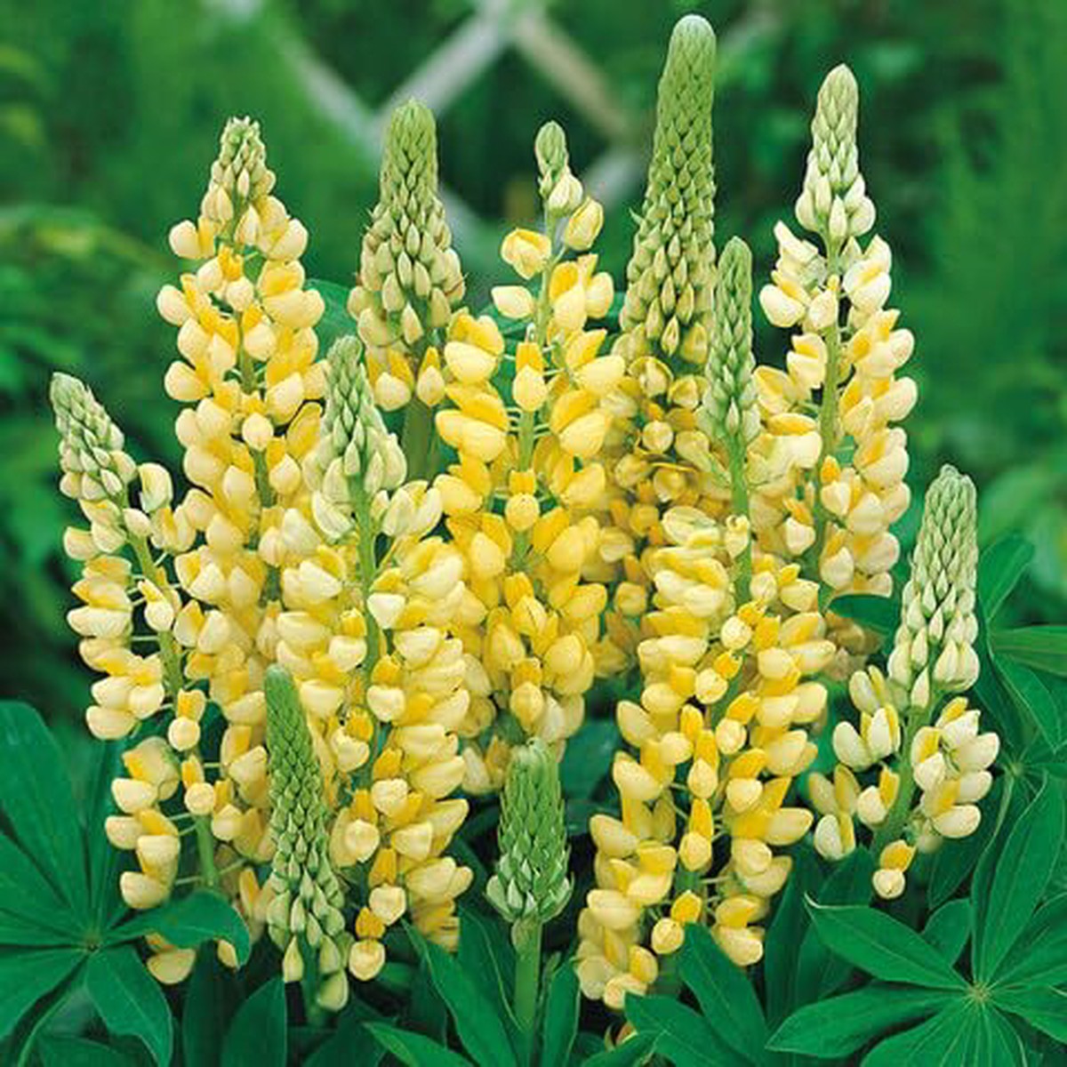Yellow Lupine Flower - Heirloom, Non - Gmo Seeds