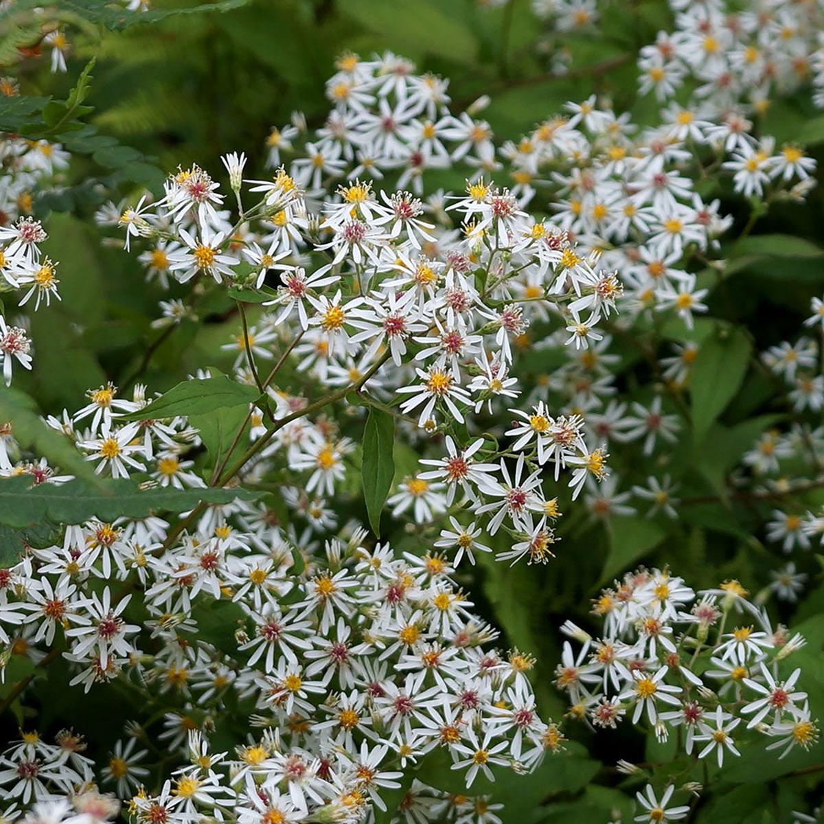 Asters White wood aster (Eurybia divaricata) Seeds