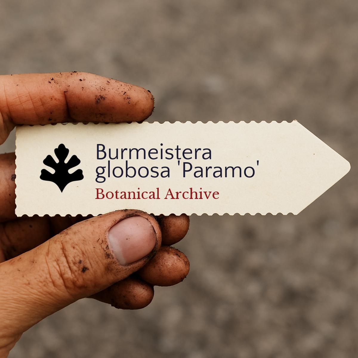 Burmeistera globosa 'Paramo' SEEDS