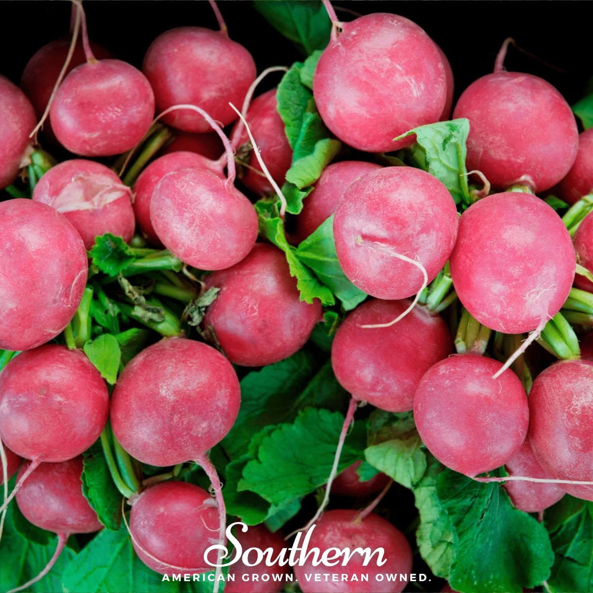 Cherry Belle Radish 250 Seeds