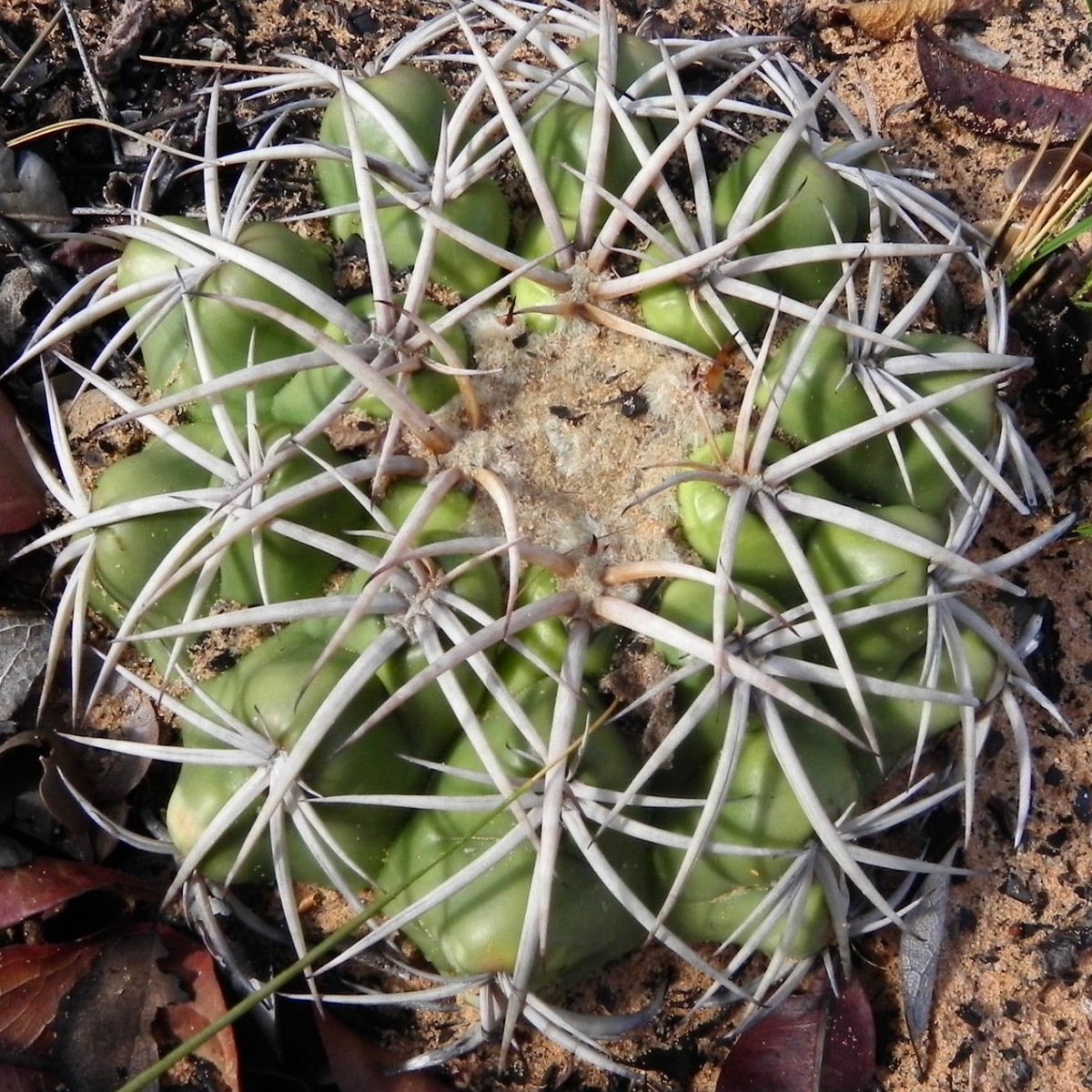 Discocactus catingicola var nigriseatosus SEEDS