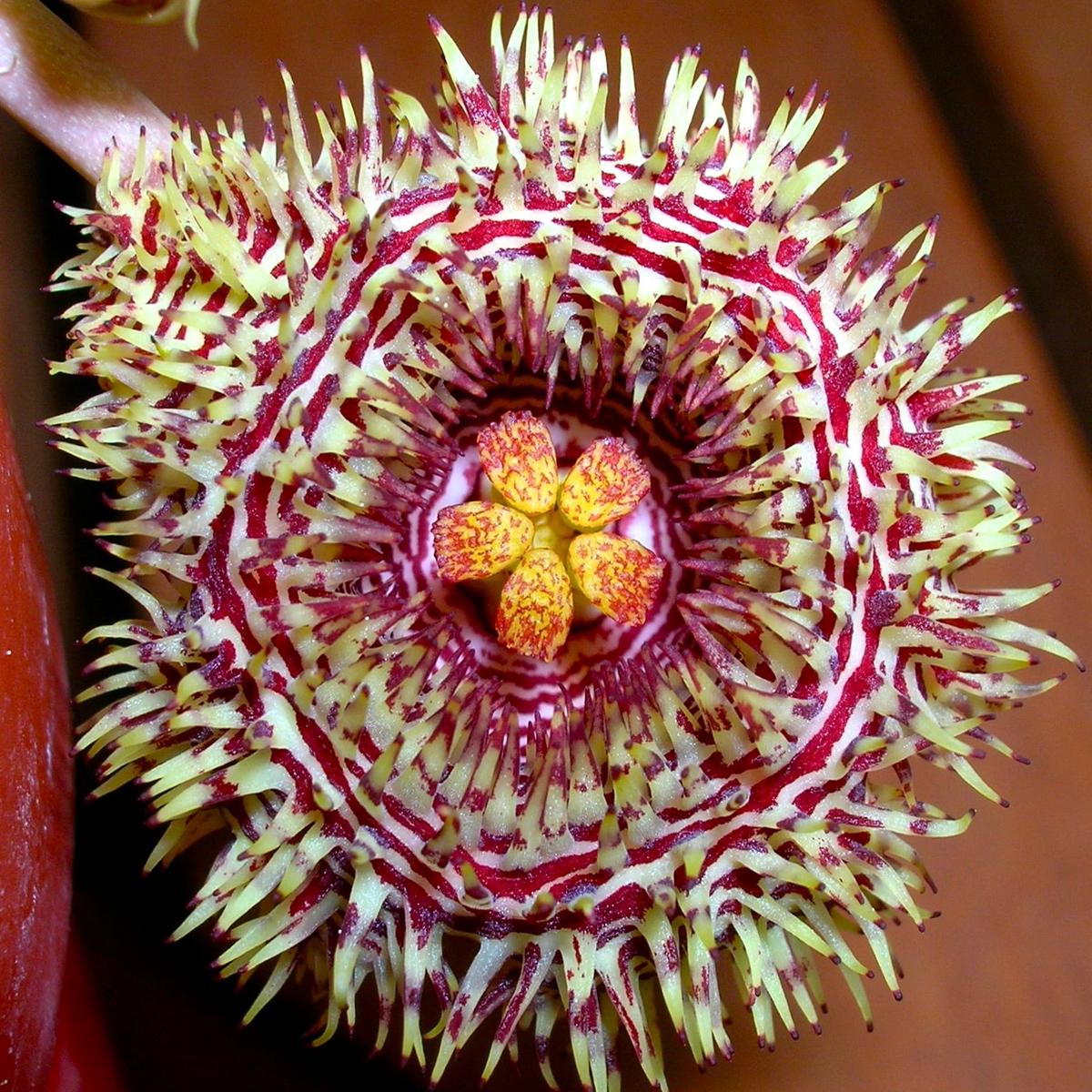 Huernia hystrix SEEDS