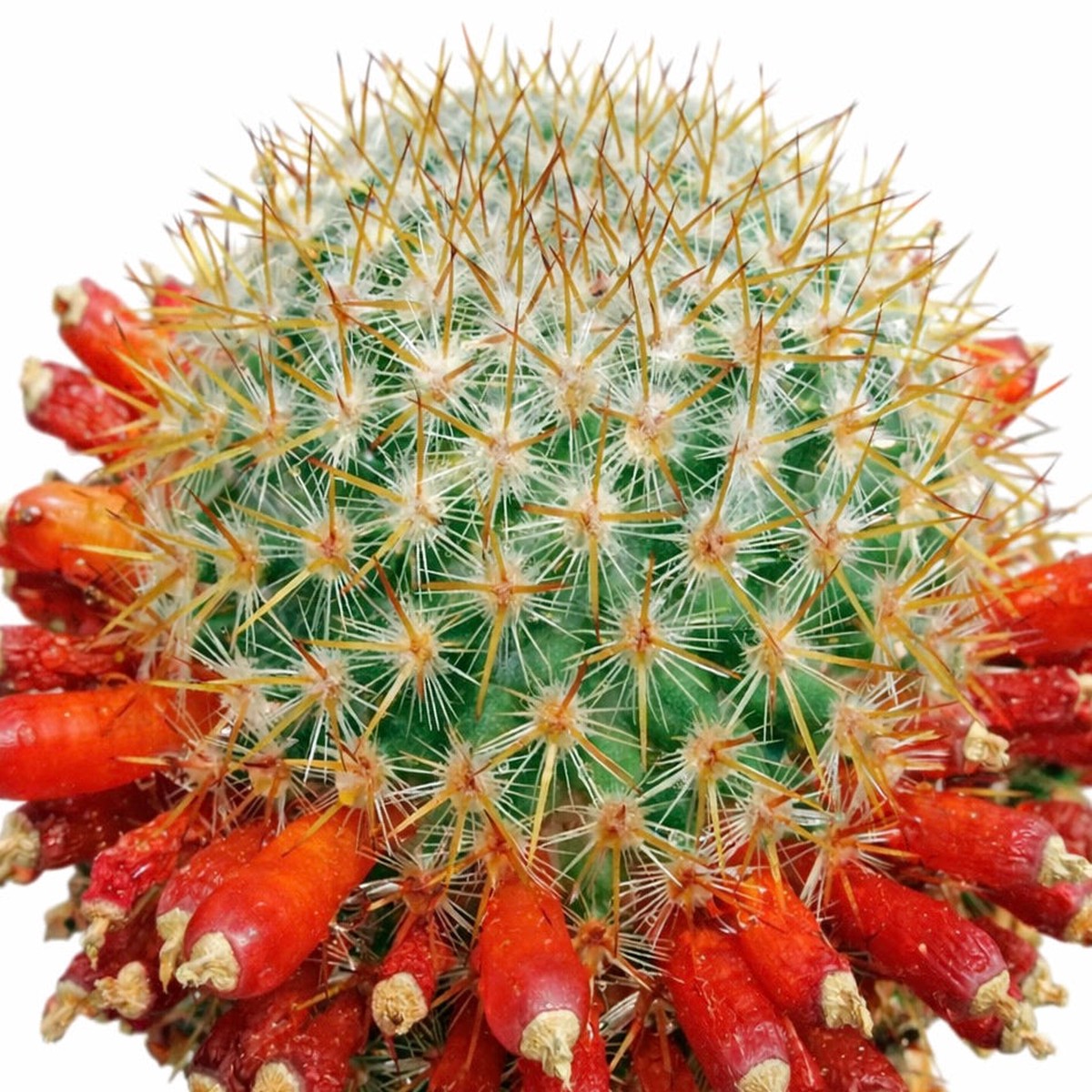 Mammillaria ruestii SEEDS