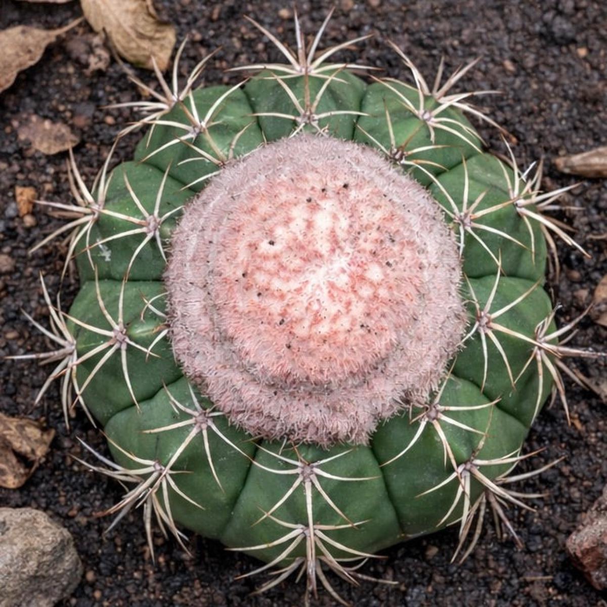 Melocactus neryi SEEDS