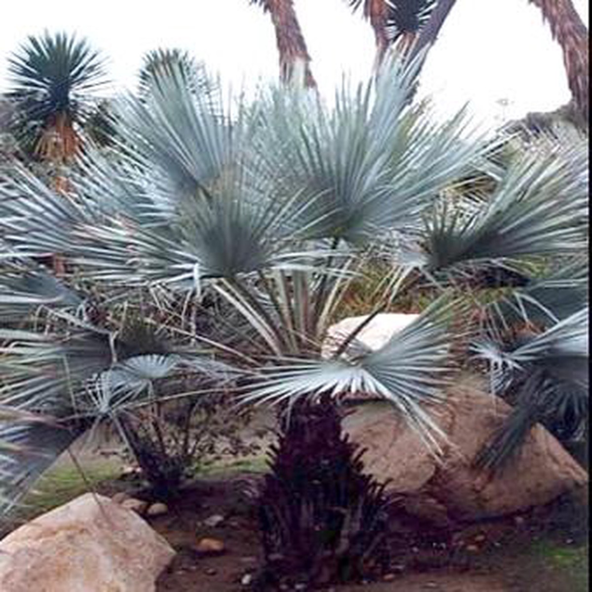 Mexican Blue Palm 20 Seeds - Brahea armata
