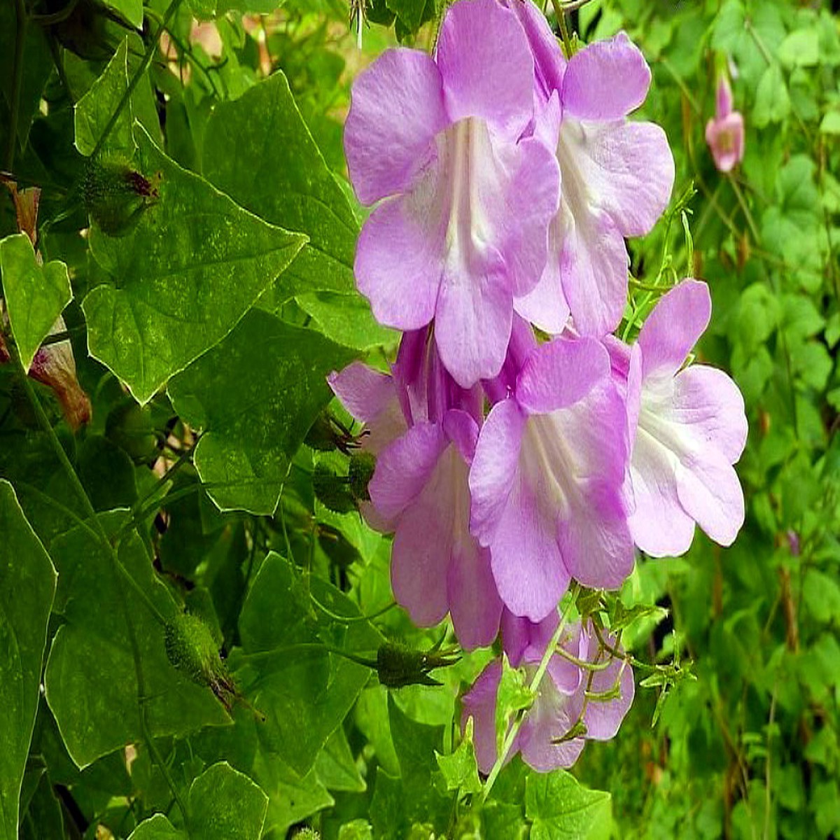 Mystic Rose Angels Trumpet 20 Seeds -Asarina