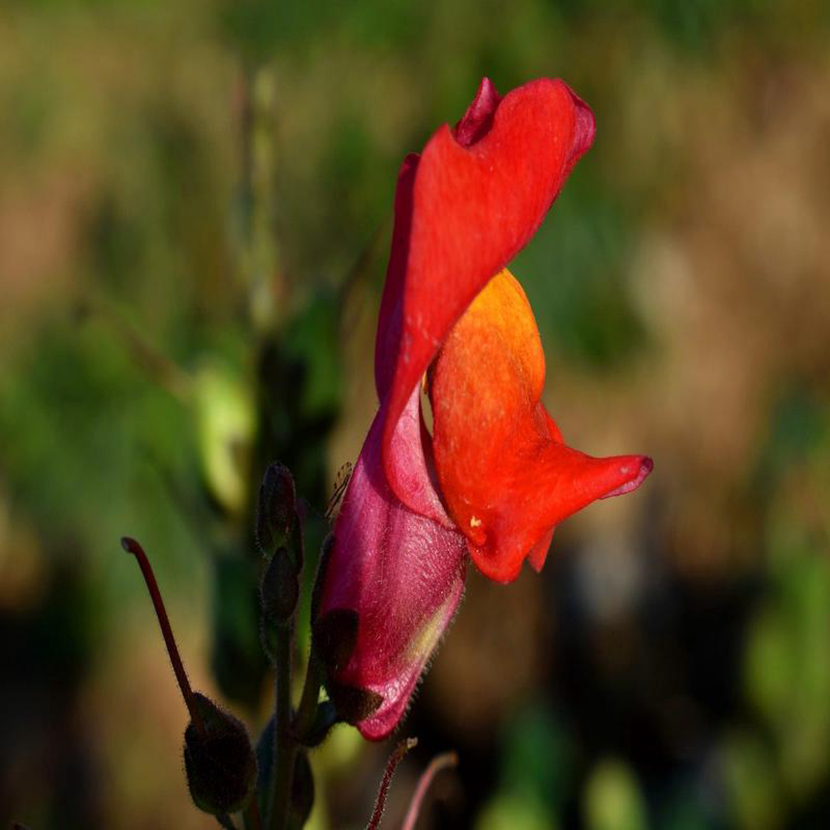 Organic Snapdragon 8211 Metchosin Farm Seeds
