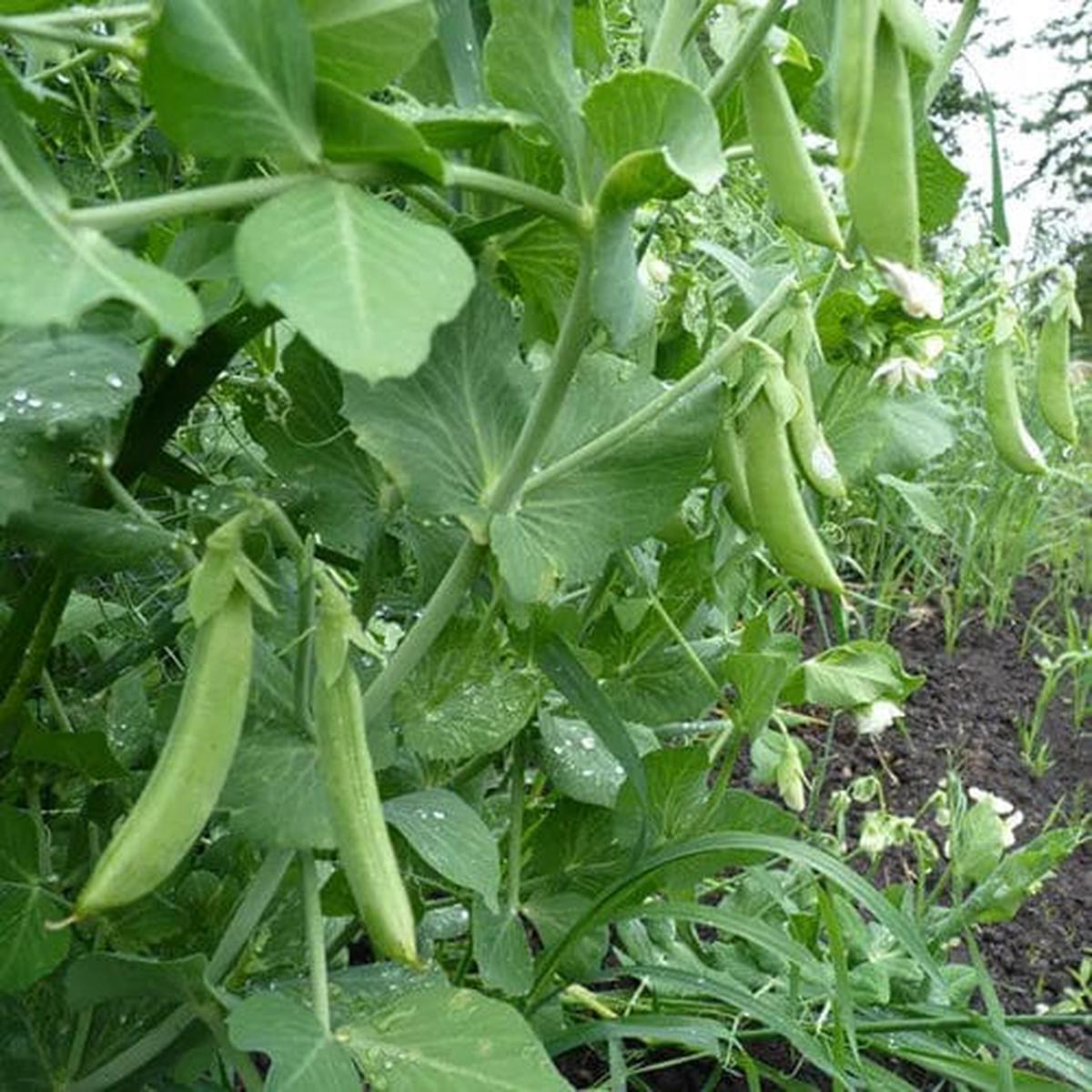Pea Cascadia Sugar Snap - Saanich Organics