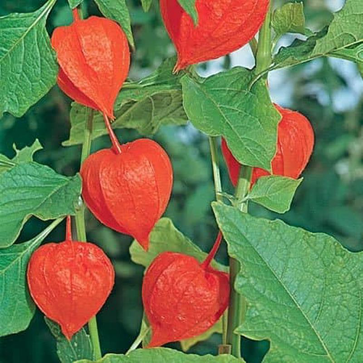 Physalis Chinese Lantern 8211 Pacific Northwest Seeds