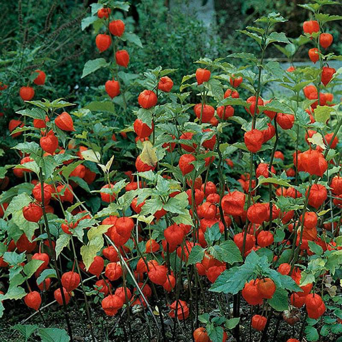 Physalis Chinese Lanterns 8211 Mr Fothergill8217s Seeds